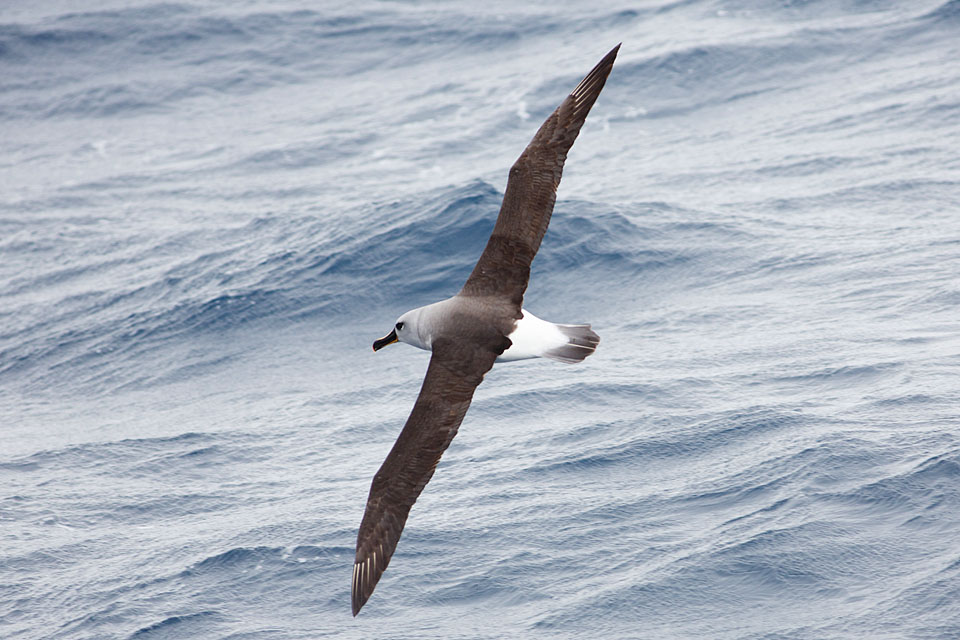 Grey-headed Albatross (Thalassarche chrysostoma)